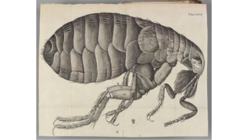 Drawing of a flea