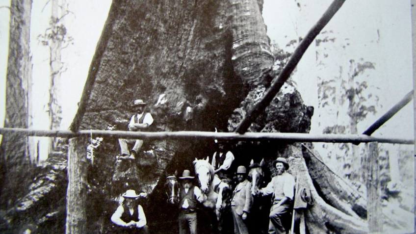 Black and white photo of six men and two horses standing by a large tree