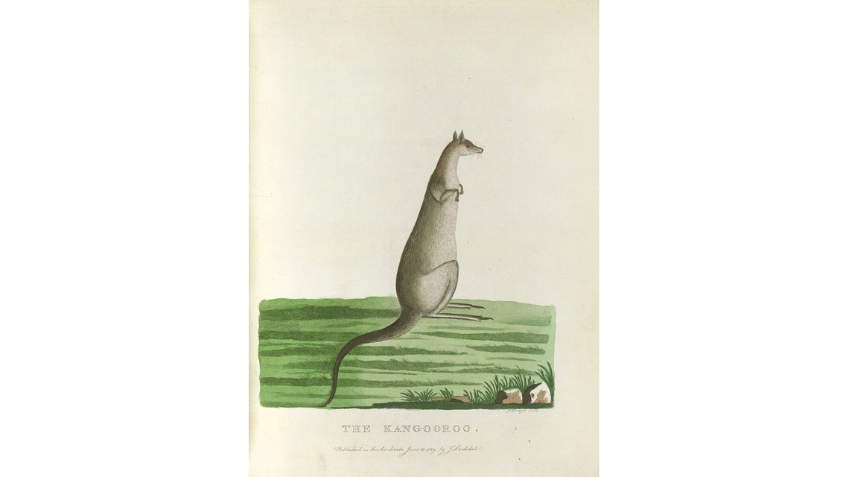Drawing of a kangaroo