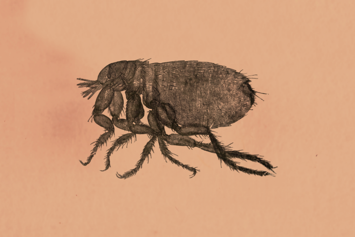 An image of a flea